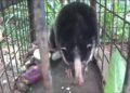 Hewan Mirip Babi Hitam-Putih Berkuku Beruang Ditangkap di Gedung DPRD Solok 7 Hewan Mirip Babi Hitam-Putih Berkuku Beruang Ditangkap di Gedung DPRD Solok