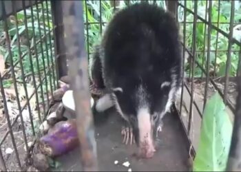 Hewan Mirip Babi Hitam-Putih Berkuku Beruang Ditangkap di Gedung DPRD Solok