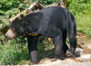 Duel dengan Beruang, Pria Paruh Baya di Pasaman Barat Selamat dari Maut