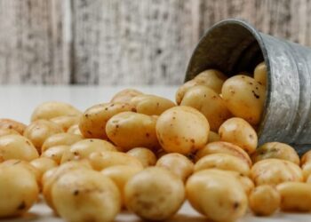 Solok Selatan Bakal Jadi Sentral Produksi Kentang