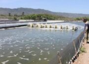 Sejumlah Tambak Udang di Sumbar Belum Punya IPAL