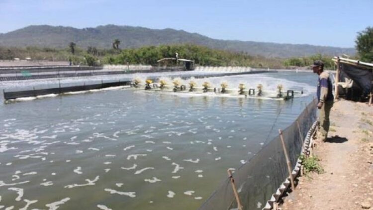 ilustrasi tambak udang