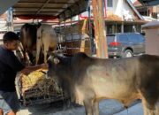 Andre Rosiade Salurkan 17 Sapi Kurban di Sumbar