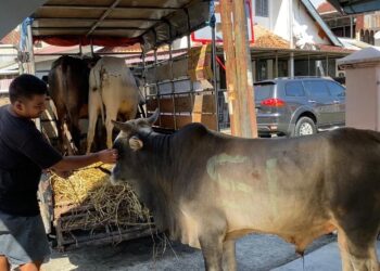 Andre Rosiade Salurkan 17 Sapi Kurban di Sumbar