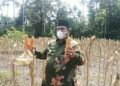 Bupati Padangpariaman Suhatri Bur Ikuti Panen Raya Jagung Kelompok Tani Wartani