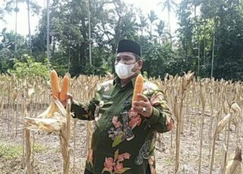 Bupati Padangpariaman Suhatri Bur Ikuti Panen Raya Jagung Kelompok Tani Wartani