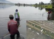 Ikan di Danau Diatas Mendadak Jinak dan Berenang ke Pinggir, Warga Ramai-ramai Menangkap