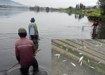 Ikan di Danau Diatas Mendadak Jinak dan Berenang ke Pinggir, Warga Ramai-ramai Menangkap