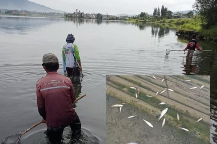 Ikan di Danau Diatas Mendadak Jinak dan Berenang ke Pinggir, Warga Ramai-ramai Menangkap 1 Sejumlah warga menangkap ikan yang tetiba jinak di pinggir Danau Diatas.