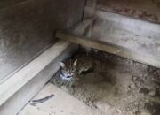 Wah, Ayam Ternak di Pasaman Dimangsa Kucing Kuwuk, Apa itu?