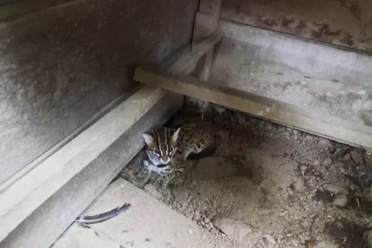 Wah, Ayam Ternak di Pasaman Dimangsa Kucing Kuwuk, Apa itu? 1 Kucing kuwuk sedang berada di dalam kandang ayam milik Feri di Lubuk Sikaping.