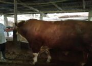 Dibandrol Rp85 Juta, Sapi Agam Terpilih Jadi Hewan Kurban Presiden RI