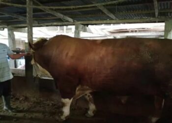 Dibandrol Rp85 Juta, Sapi Agam Terpilih Jadi Hewan Kurban Presiden RI