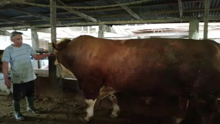 Dibandrol Rp85 Juta, Sapi Agam Terpilih Jadi Hewan Kurban Presiden RI 1 Sapi dari Agam menjadi hewan kurban Presiden Jokowi.