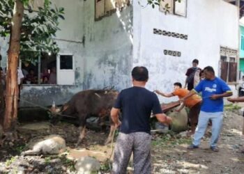 Kurban Satu Ekor Sapi! Jamaah Tarekat Naqsabandiyah di Padang Salat Idul Adha Hari Ini
