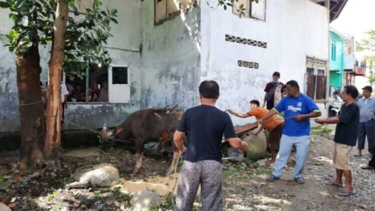Tarekat Naqsabandiyah kurban hari ini. (Langgam.id)