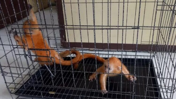 Dua ekor simpai diobservasi KSDA Pasaman.