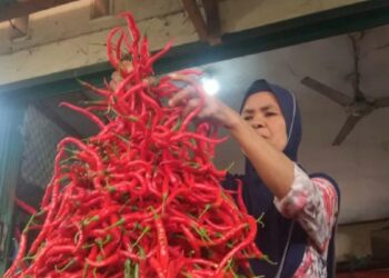 ilustrasi cabai. (Foto: Dok. Istimewa)