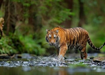 ilustrasi harimau Sumatera