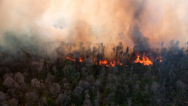 ilustrasi karhutla. (dok. istimewa)