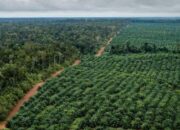 Mantap! Belasan Ribu Hektare Kebun Kelapa Sawit di Pasbar akan Diremajakan