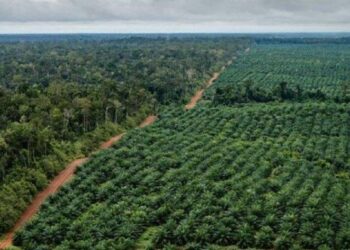 Mantap! Belasan Ribu Hektare Kebun Kelapa Sawit di Pasbar akan Diremajakan