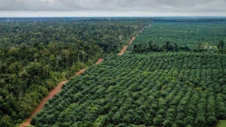 Mantap! Belasan Ribu Hektare Kebun Kelapa Sawit di Pasbar akan Diremajakan 1 ilustrasi perkebunan sawit