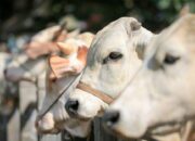 Tahun Ini, Jumlah Hewan Kurban di Pasaman Meningkat