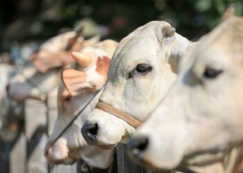 ilustrasi sapi kurban. (dok. istimewa)