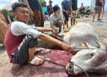 Kemenag: Jumlah Hewan Kurban di Kota Bukittinggi Berkurang