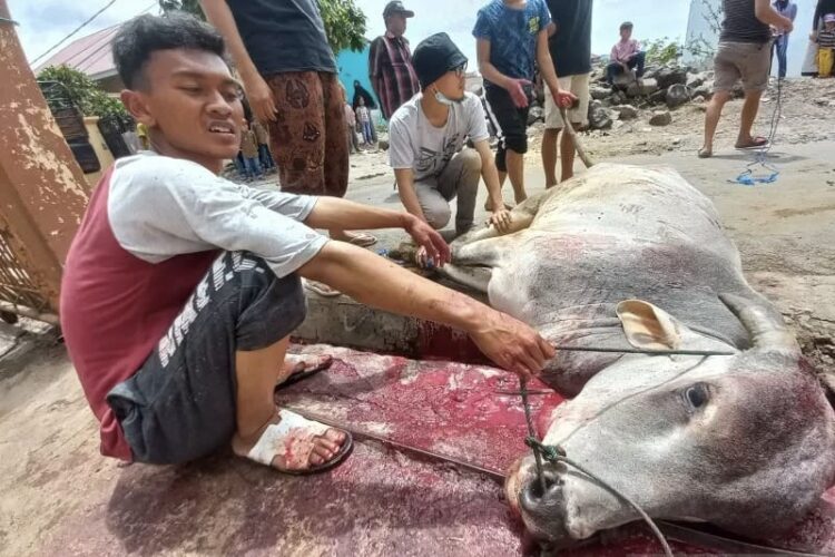 Salah satu penyelenggaraan pemotongan hewan Kurban di Kota Bukittinggi.