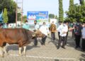 Alhamdulillah, Karyawan Perumda Air Minum Padang Berkurban 42 Ekor Sapi dan 32 Ekor Kambing