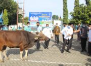 Alhamdulillah, Karyawan Perumda Air Minum Padang Berkurban 42 Ekor Sapi dan 32 Ekor Kambing