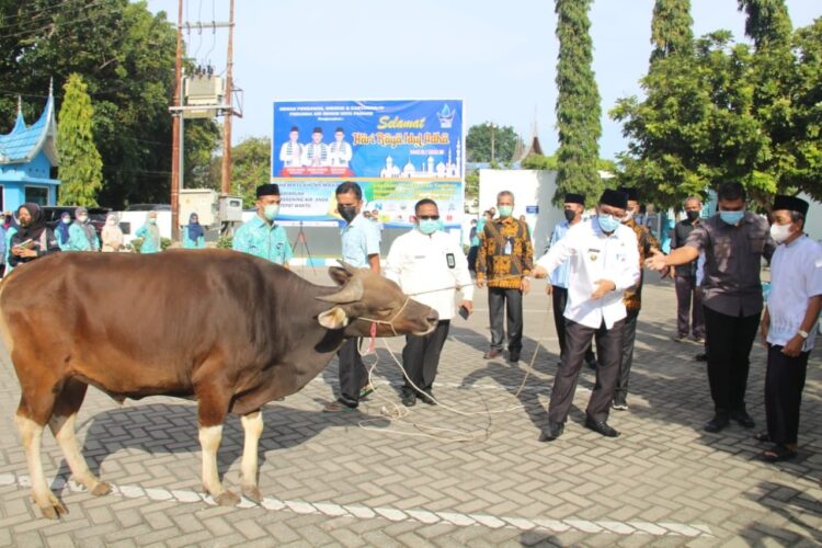 Alhamdulillah, Karyawan Perumda Air Minum Padang Berkurban 42 Ekor Sapi dan 32 Ekor Kambing 1 Wali Kota Padang Hendri Septa melakukan penyerahan hewan kurban tersebut di halaman Kantor Perumda Air Minum Kota Padang, Jumat pagi (16/7/2021).