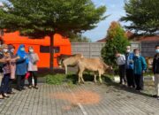 Yayasan Semen Padang dan SPH Salurkan Hewan Kurban untuk Masyarakat Sekitar