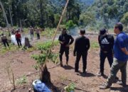 Polisi Musnahkan 7 Hektare Ladang Ganja di Gunung Lauser, Ratusan Kilogram Diamankan
