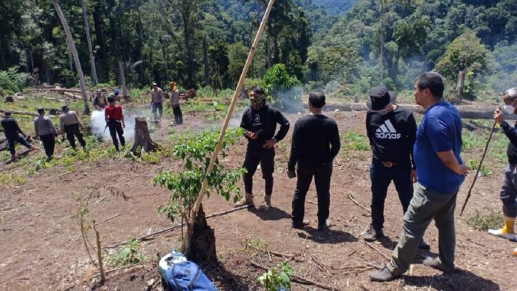 Polisi Musnahkan 7 Hektare Ladang Ganja di Gunung Lauser, Ratusan Kilogram Diamankan 1 Pemusnahan ladang gadang di Gunung Leuser, Aceh.