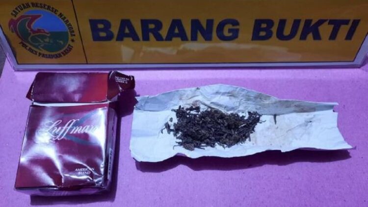 Penangkapan pencuri buah sawit di Pasaman, tapi polisi juga menemukan ganja.
