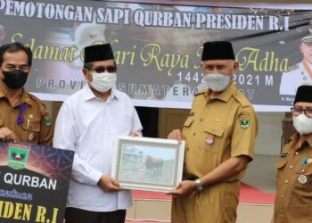 Gubernur Mahyeldi Serahkan Sapi Bantuan Jokowi ke Masjid Raya Sumbar