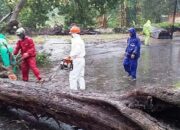 Pohon Tumbang di Objek Wisata Pariaman, Beruntung Tak Ada Korban Jiwa