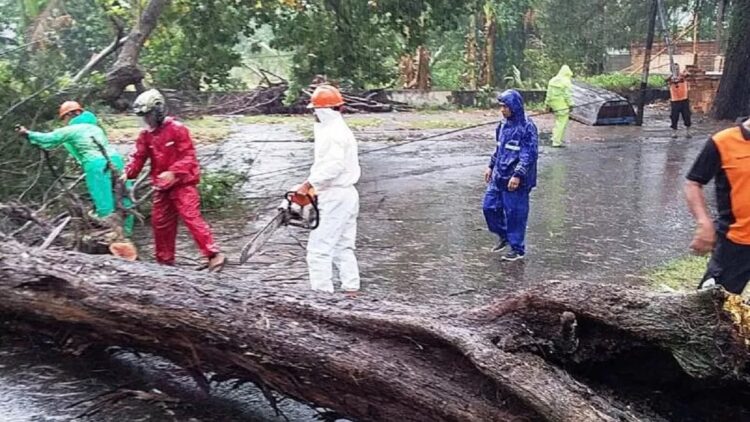 Pohon Tumbang di Objek Wisata Pariaman, Beruntung Tak Ada Korban Jiwa 1 Anggota BPBD Kota Pariaman, Sumbar sedang memotong pohon di Pantai Cermin yang menimpa jalan. (BPBD Pariaman)