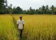 Produksi Padi di Agam Capai 221.937 Ton di Semester I 2021