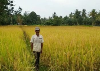 Produksi Padi di Agam Capai 221.937 Ton di Semester I 2021