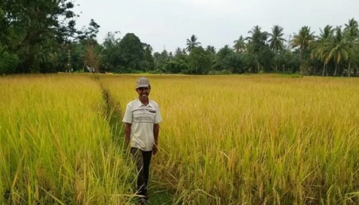 Selama 8 Bulan, Produksi Padi Agam Sudah Tembus 192.411 Ton