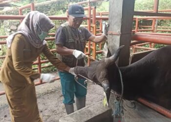 20 Persen Kesehatan Hewan Kurban di Payakumbuh sudah Diperiksa Petugas