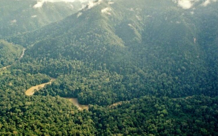 Termasuk Indonesia, Ini Deretan Situs Warisan Dunia UNESCO yang Terancam Bahaya 1 Hutan hujan tropis menjadi salah satu situs warisan dunia UNESCO. (net)