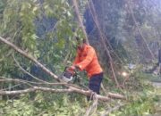 Pohon Tumbang Tutupi Kelok 44, Akses Lubuk Basung-Bukittinggi Buka-Tutup