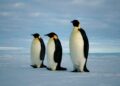 Pemanasan Global, Penguin Kaisar di Ambang Kepunahan