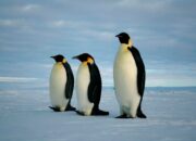 Pemanasan Global, Penguin Kaisar di Ambang Kepunahan