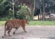 Video Harimau Tiba-tiba Muncul di Jalan Bikin Warga Ketakutan Viral